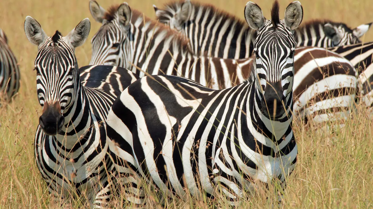 Group of Zebras in Kenya