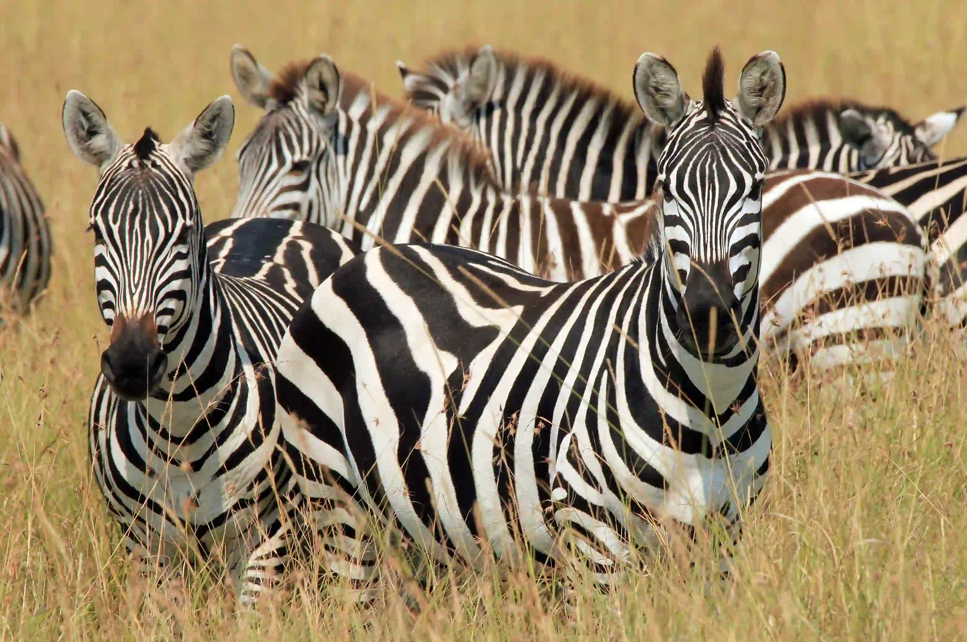 Group of Zebras in Kenya