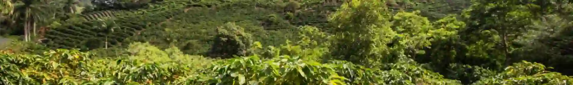 coffee plantation in Costa Rica