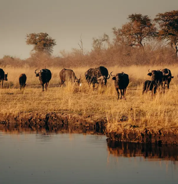 Buffalo herd, Kruger National Park