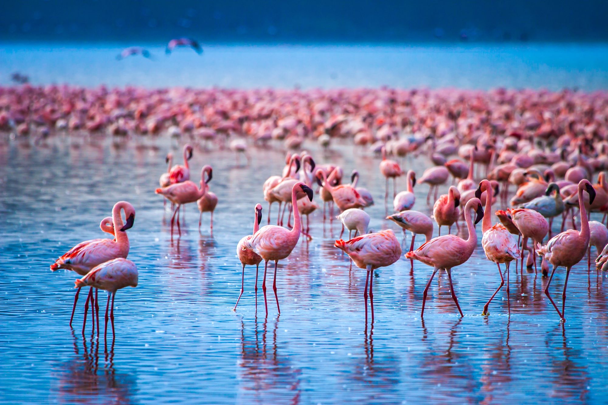 Flamingos At Lake Nakuru, Kenya