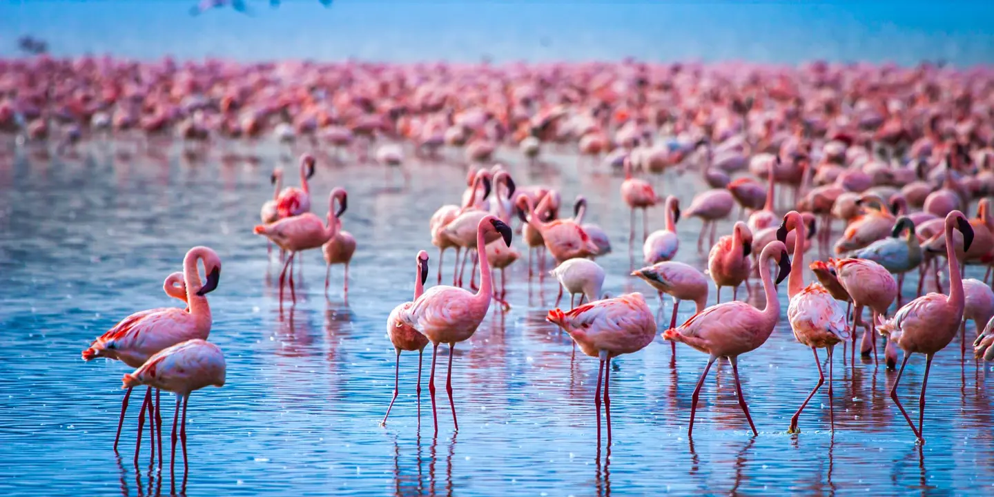 Flamingos At Lake Nakuru, Kenya