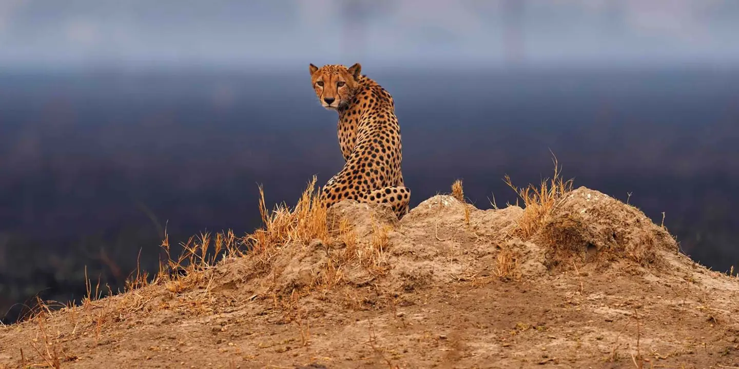 Cheetah In Botswana