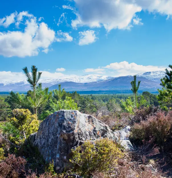 View of Cairngorm Mountains from Aviemore, with rocks and trees in the forefront