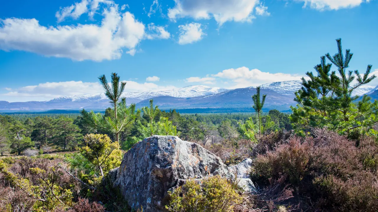 View of Cairngorm Mountains from Aviemore, with rocks and trees in the forefront