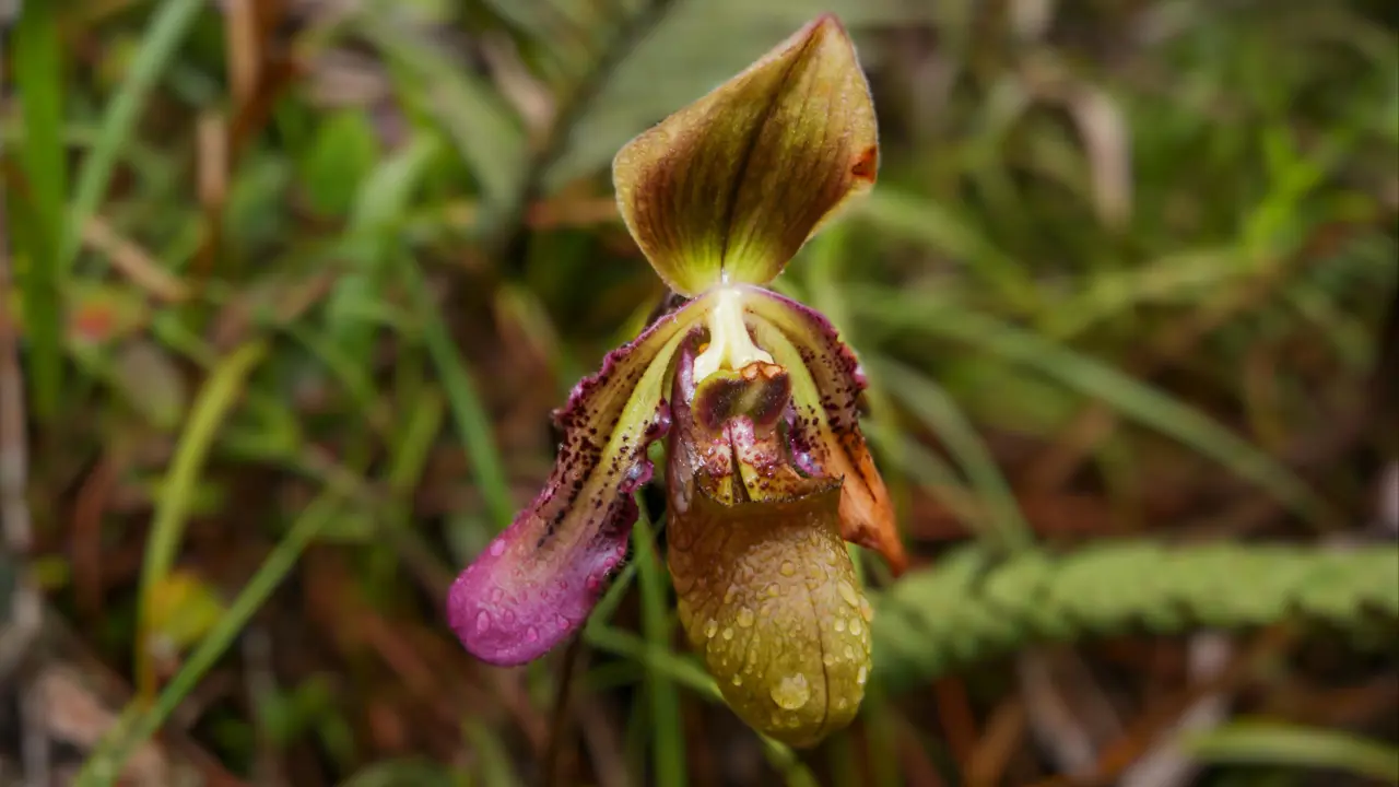 Slipper orchid