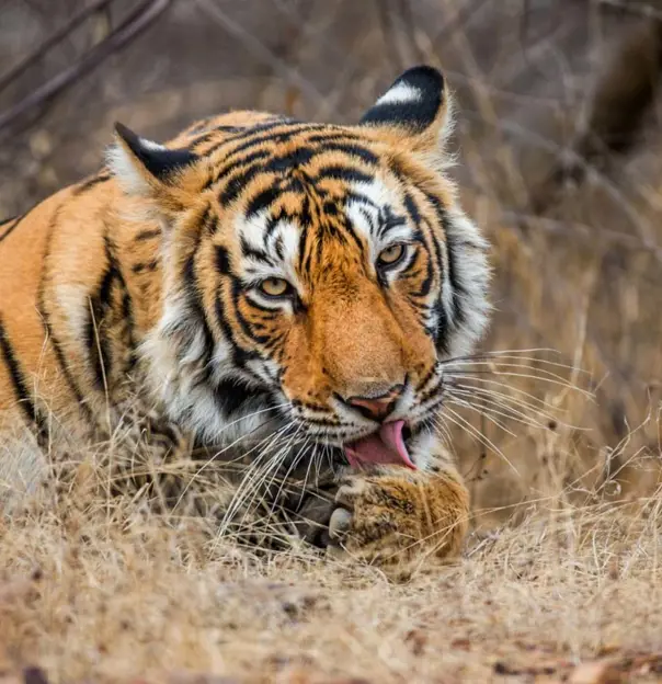 Ranthambhore Tiger in India