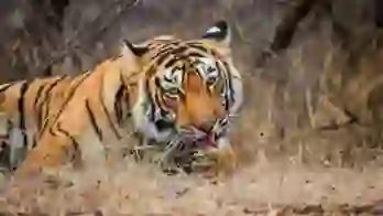 Ranthambhore Tiger in India