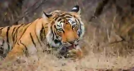 Ranthambhore Tiger in India