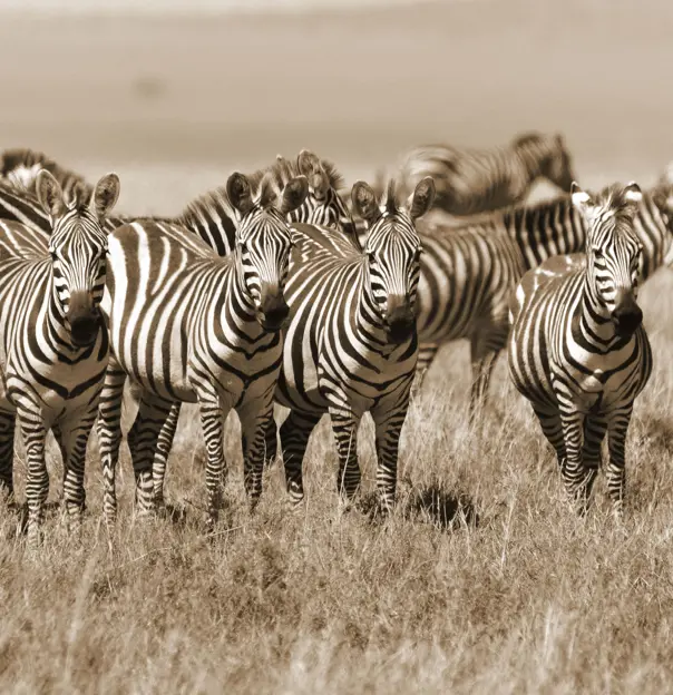 Zebras, South Africa