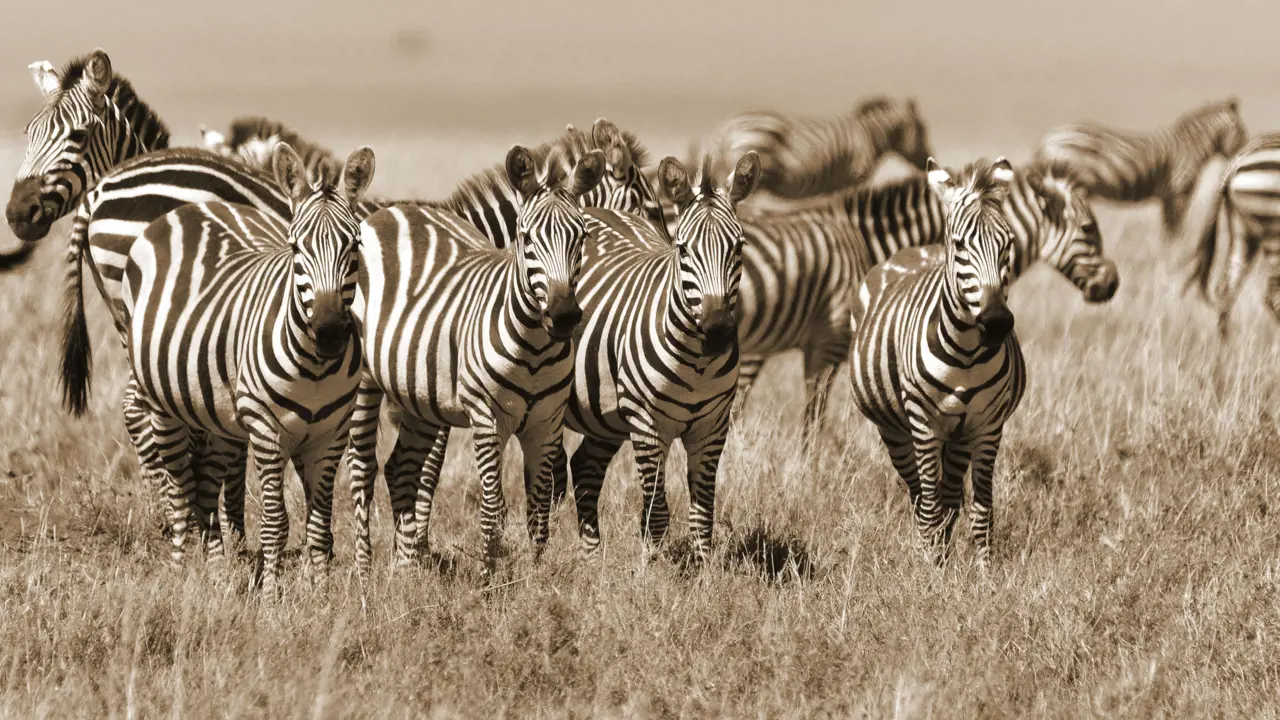 Zebras, South Africa