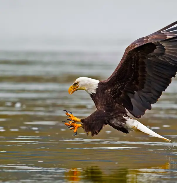 Fish eagle, Chobe National Park
