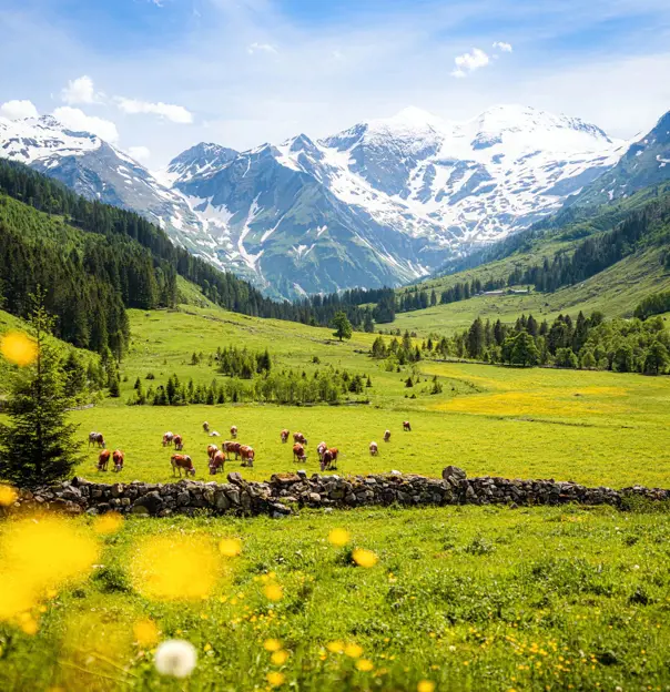 View of fields with cows eating from the grass and trees behind them going up the mountains on either side. Snowy mountains in the distance