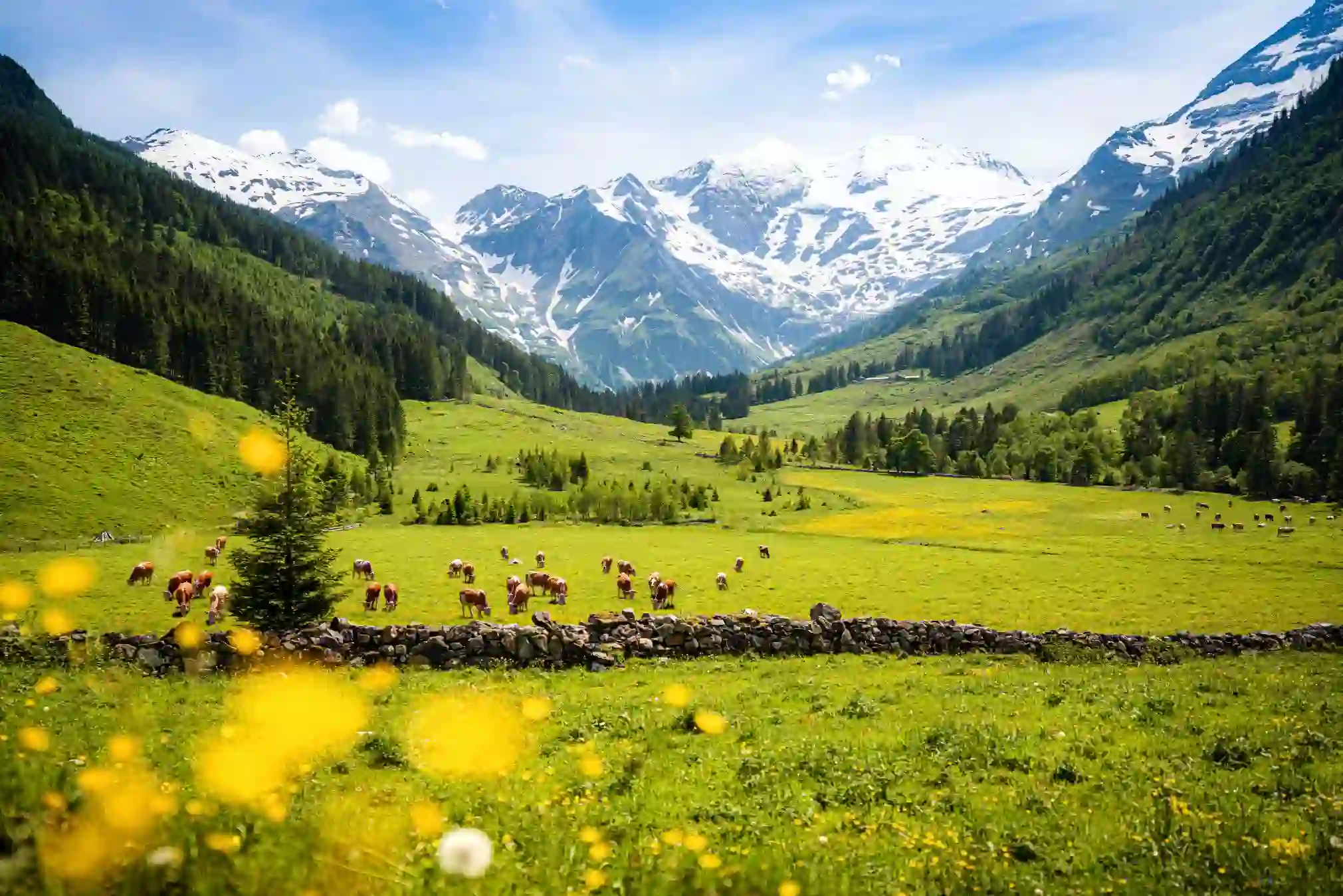 View of fields with cows eating from the grass and trees behind them going up the mountains on either side. Snowy mountains in the distance