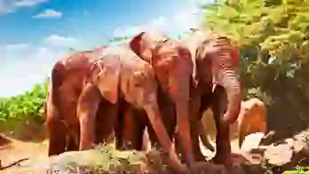 Tsavo National Park Red Elephants At Watering Hole