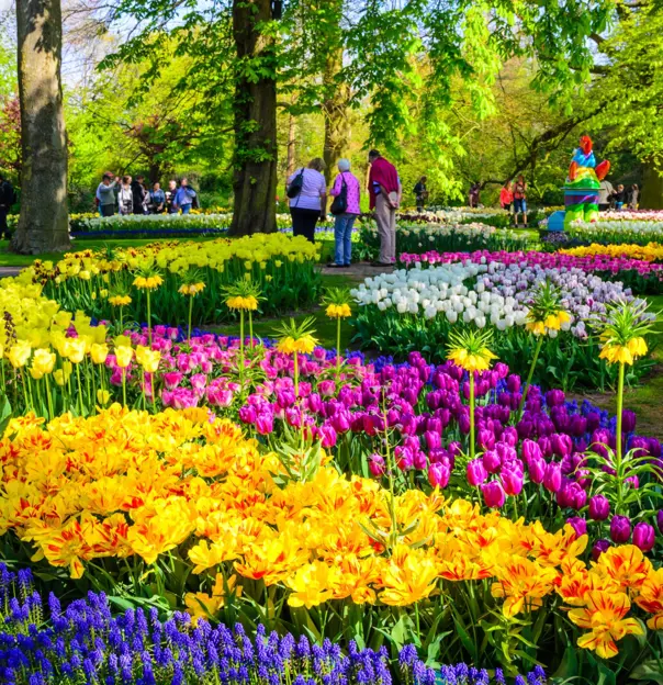  Blooming Flowers In Keukenhof Park In Netherlands