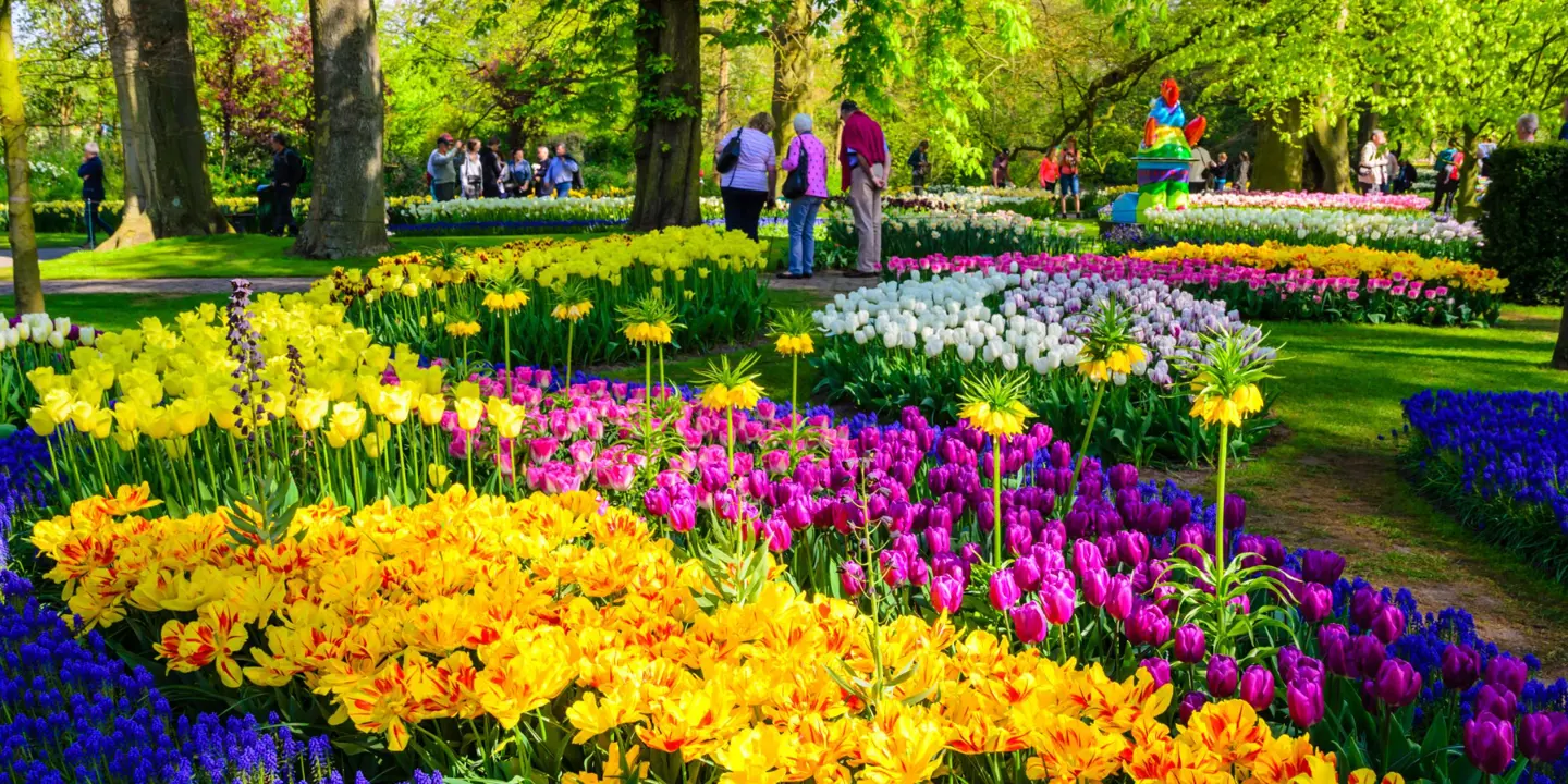 Blooming Flowers In Keukenhof Gardens, Netherlands