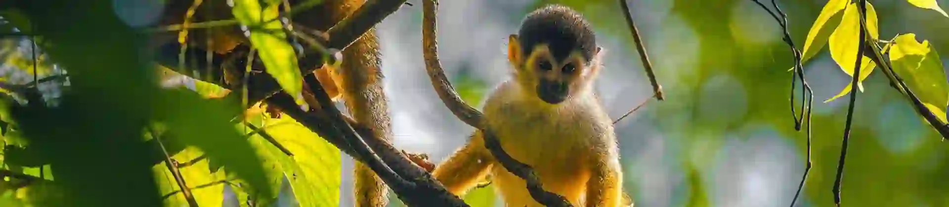 1920 Adobestock 576676665 Wild Squirrel Monkey, Corcovado, Costa Rica
