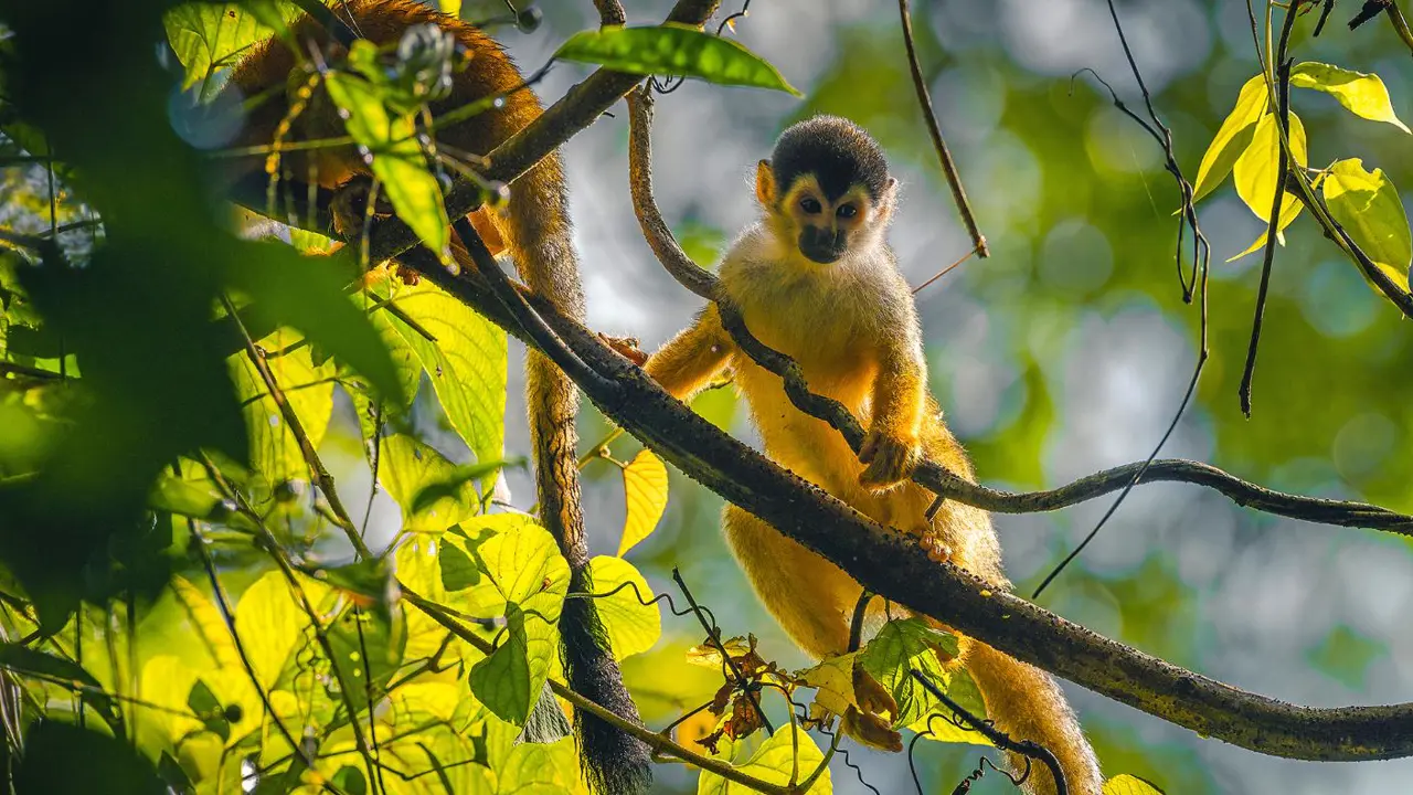 Squirrel monkey