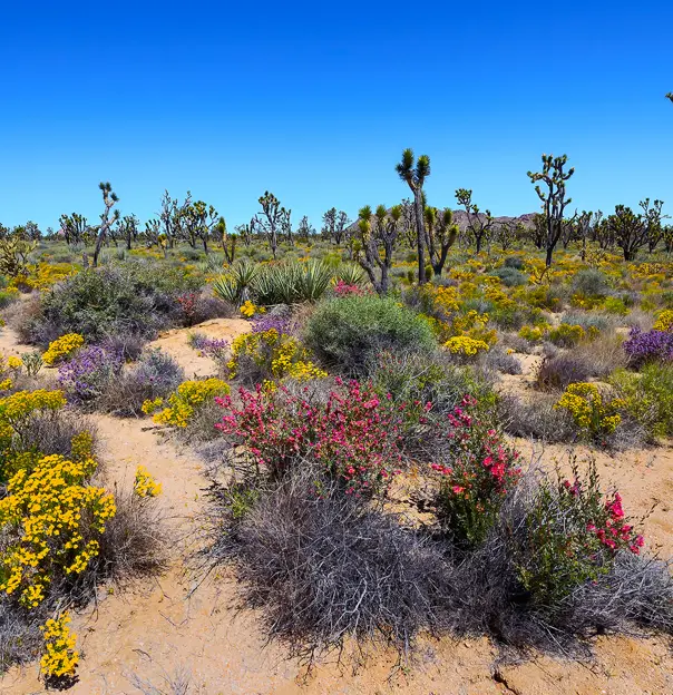 Mohave Desert, Nevada