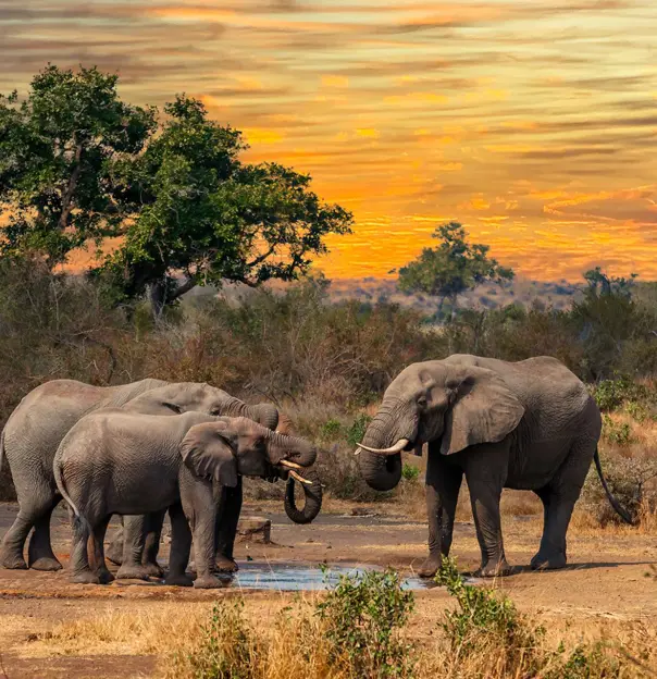 Elephants, Limpopo