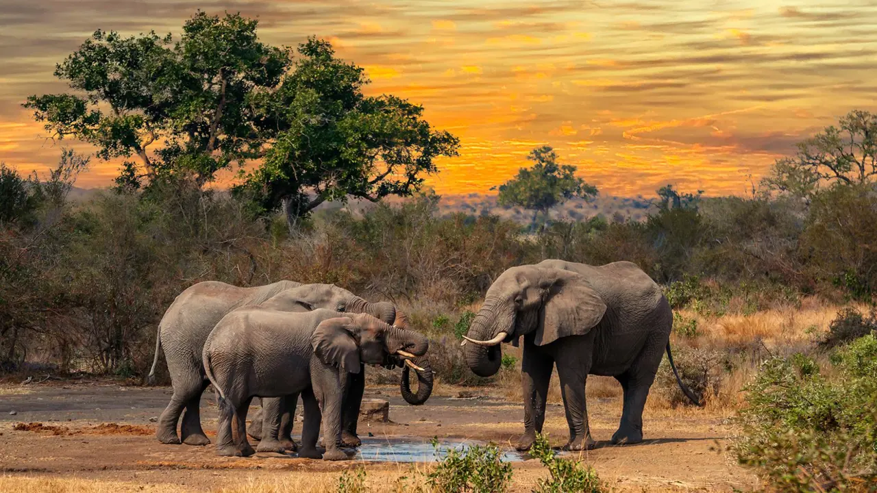 Elephants, Limpopo