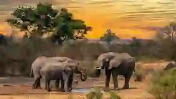 Elephants, Limpopo