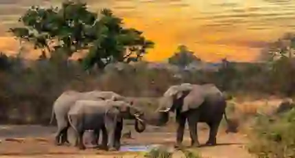 Elephants, Limpopo