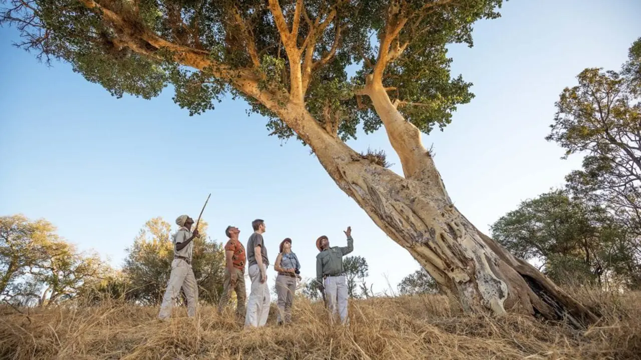 Chisomo Safari Camp Karongwe Bush Walk