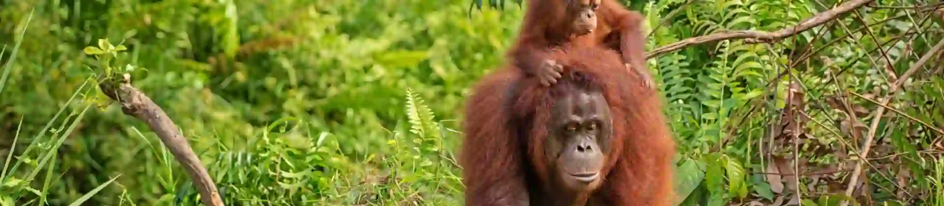 Shutterstock 1122654077