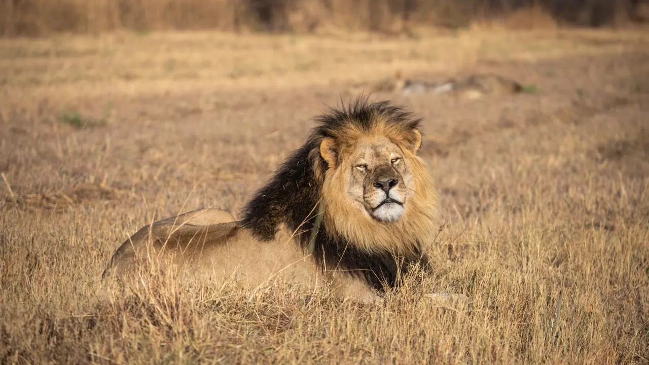 Male lion