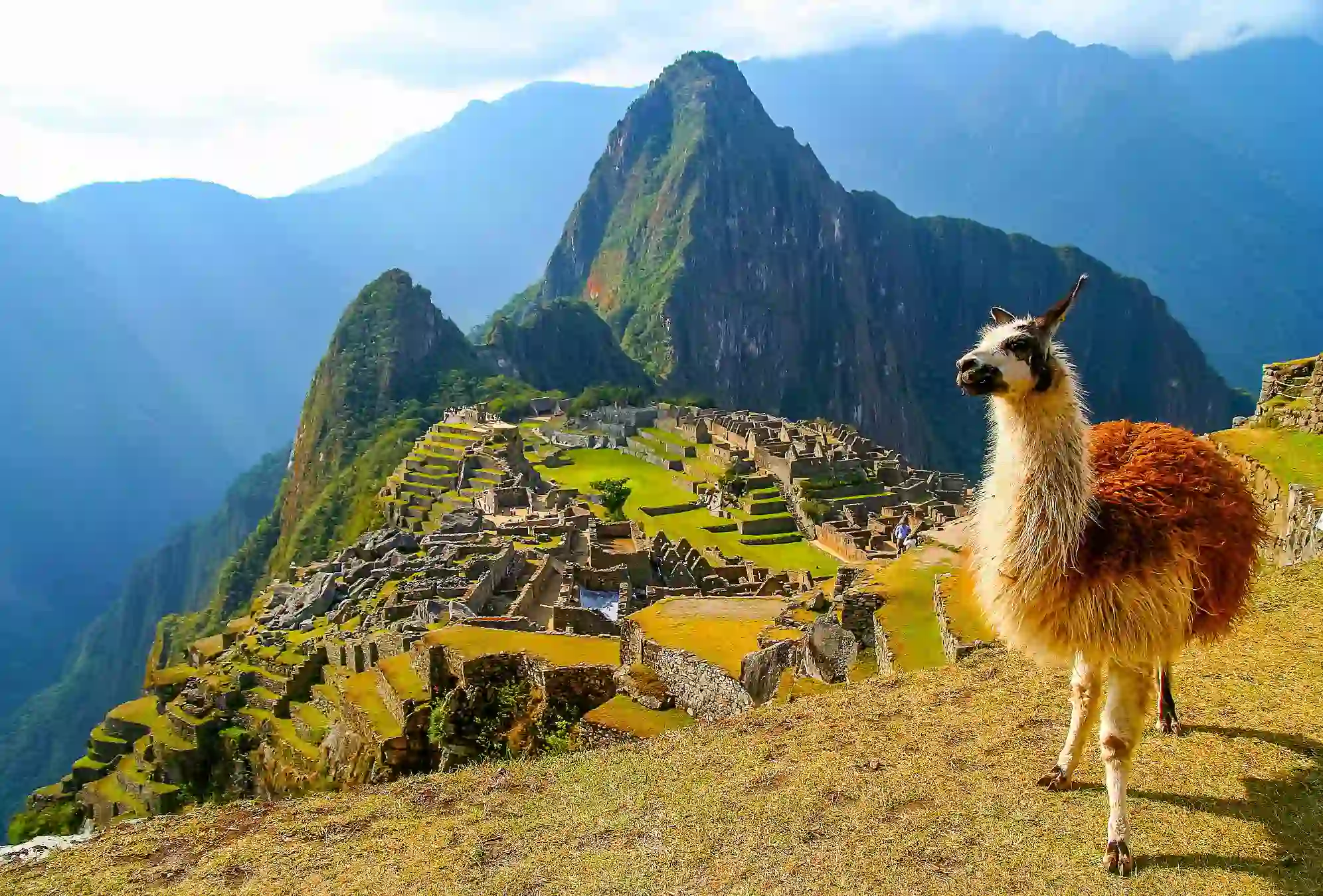 Llama at Machu Picchu 