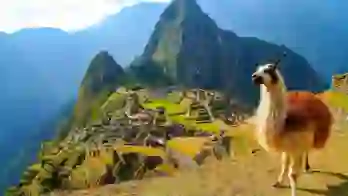A llama standing among the ancient stone ruins of Machu Picchu, Peru, with the misty Andes mountains in the background