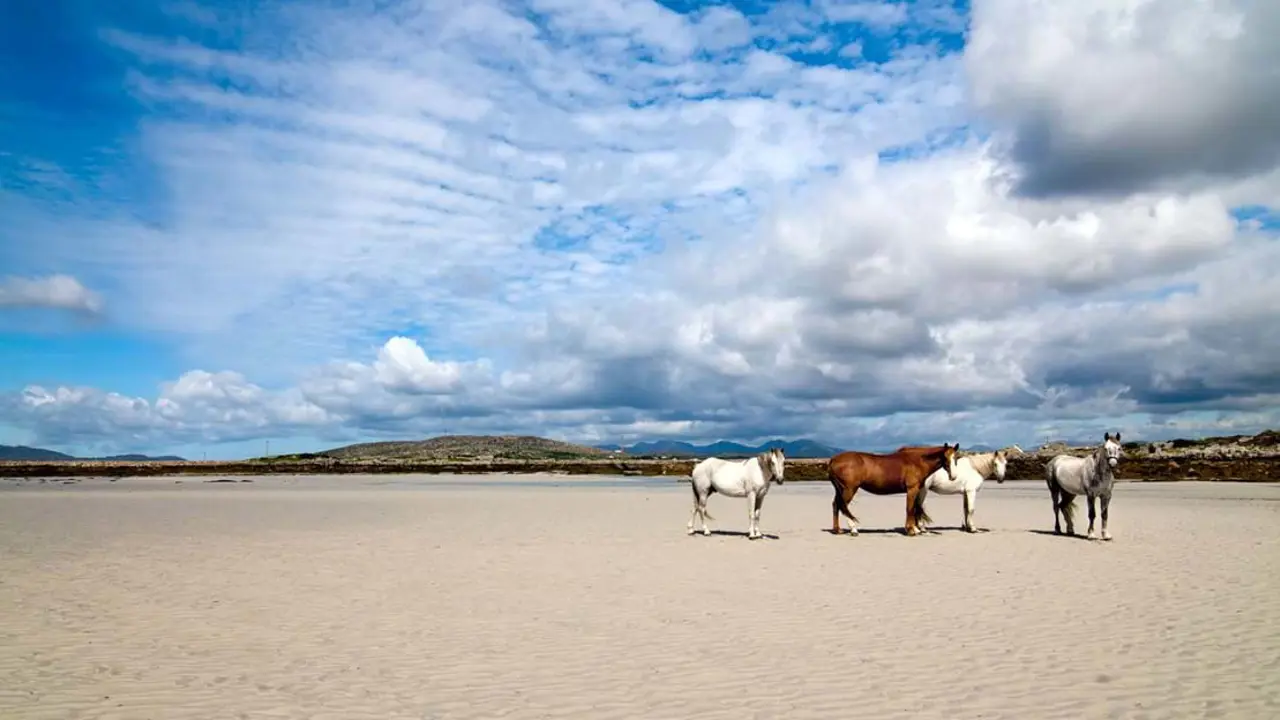 3 white and 1 brown horse on a sandy beach, under a blue sky with clouds