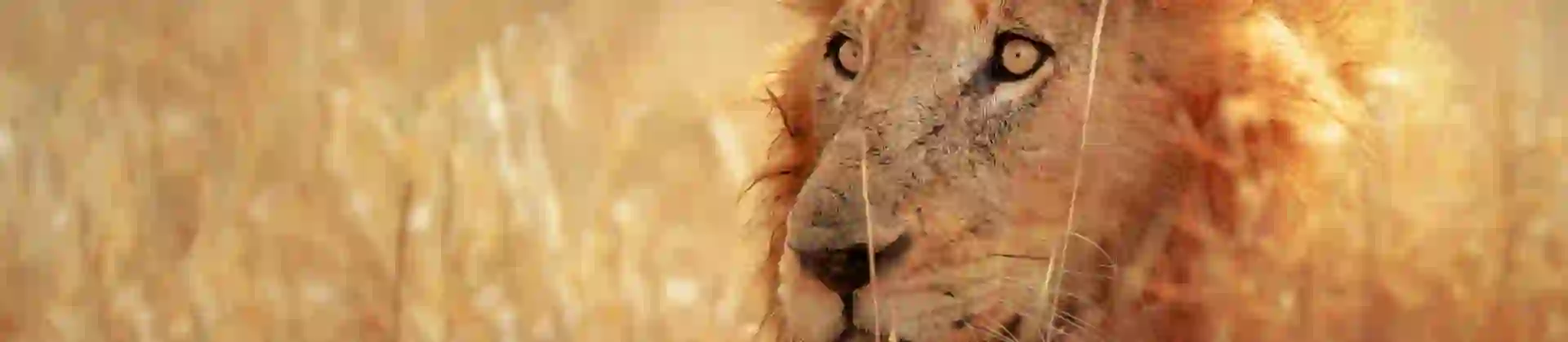 Lion in Kruger National Park South Africa