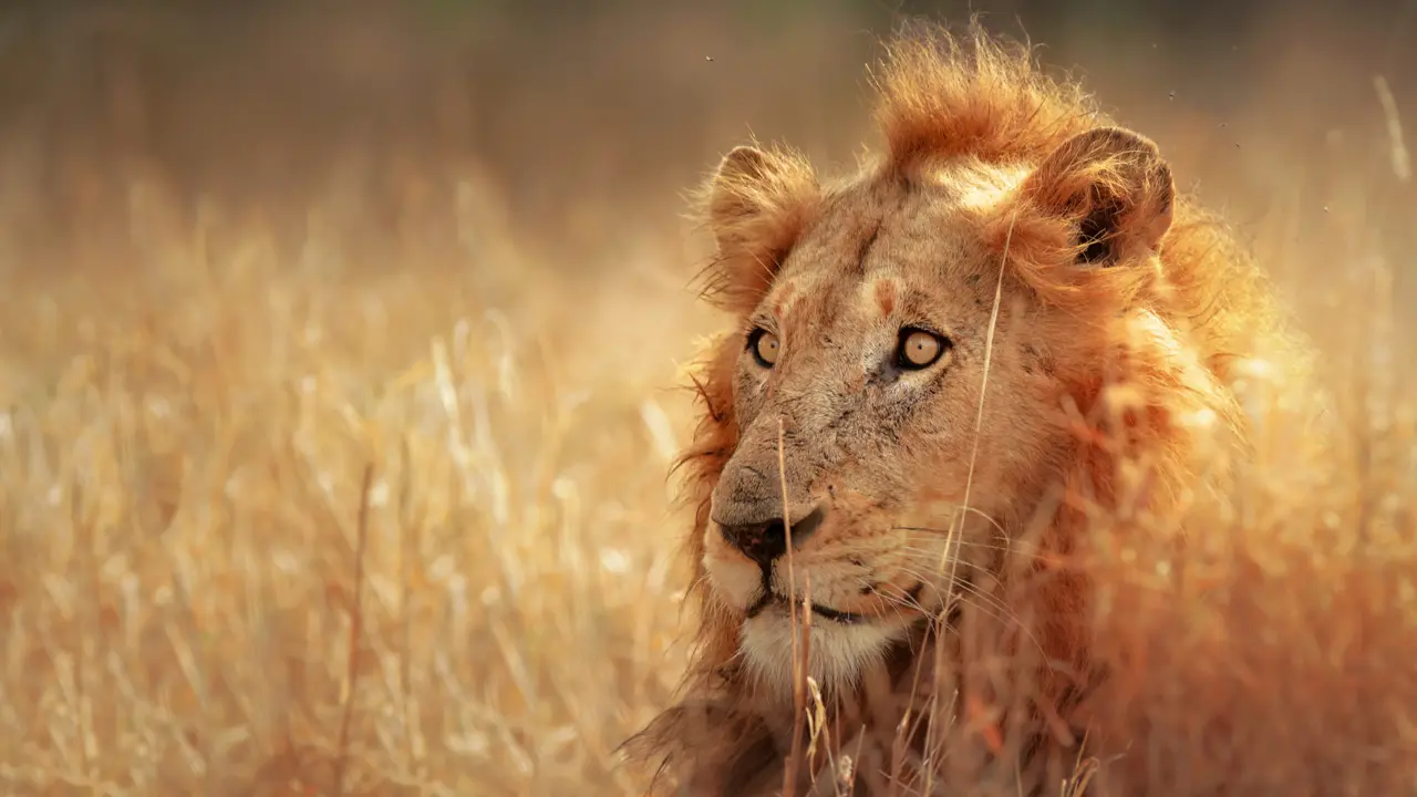 Lion in Kruger National Park South Africa