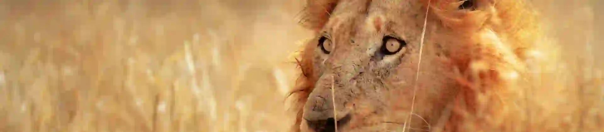 Lion in Kruger National Park South Africa