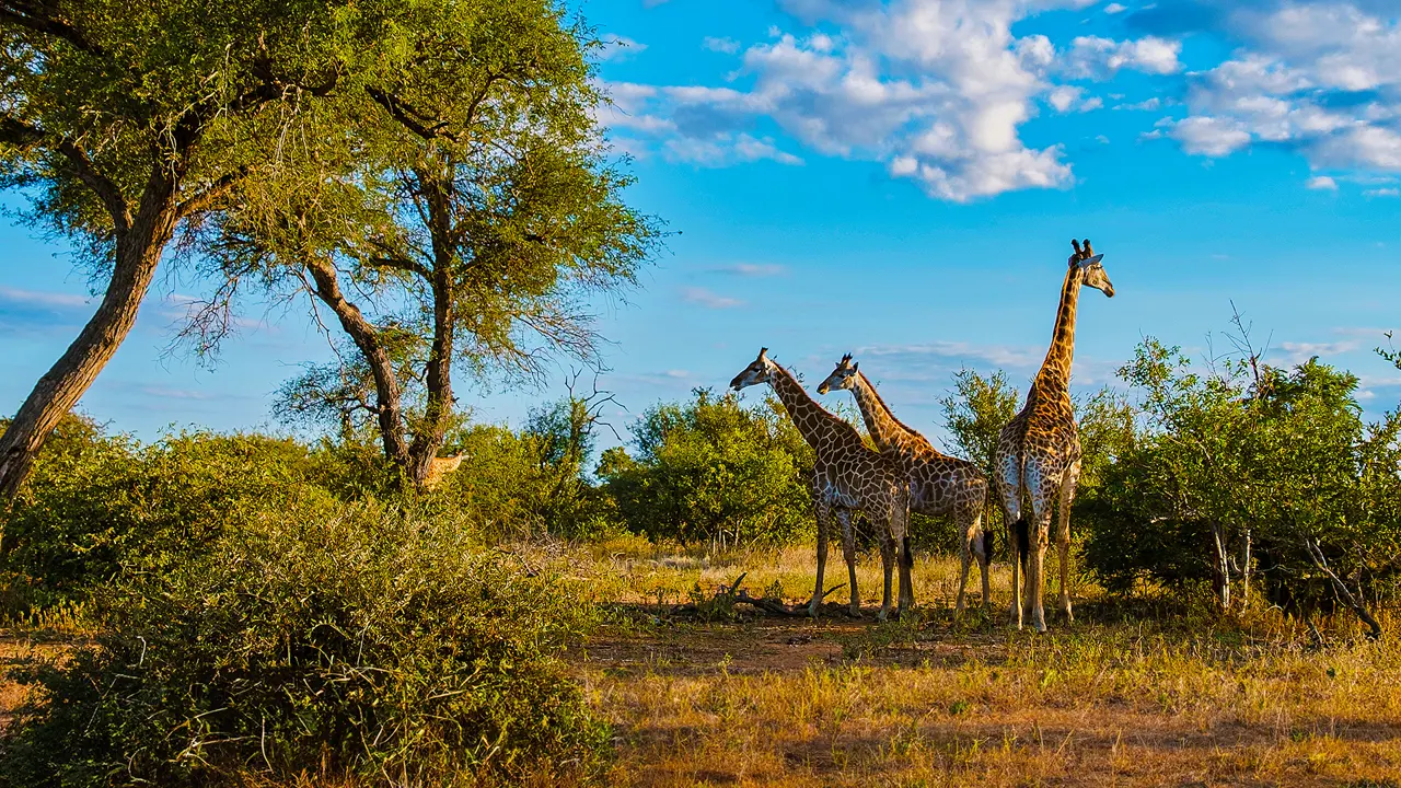 Giraffe, Hwange National Park, Zimbabwe