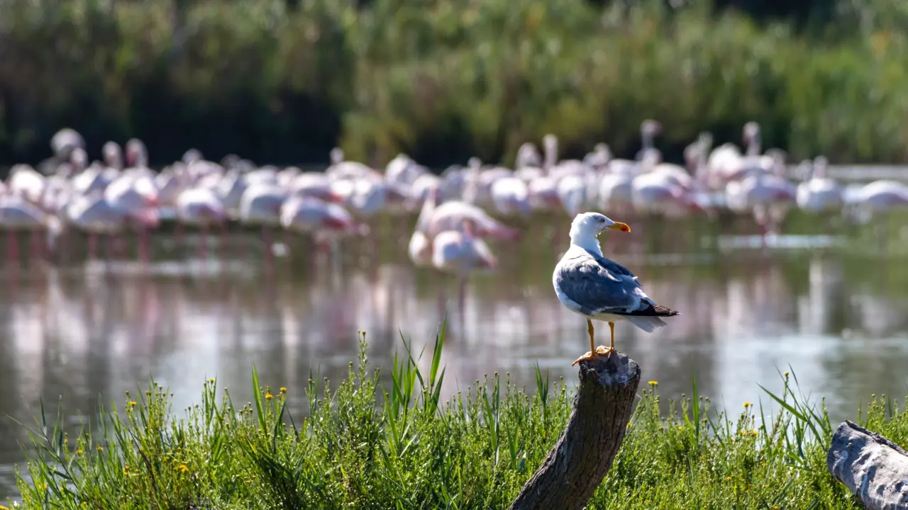Camargue National Park