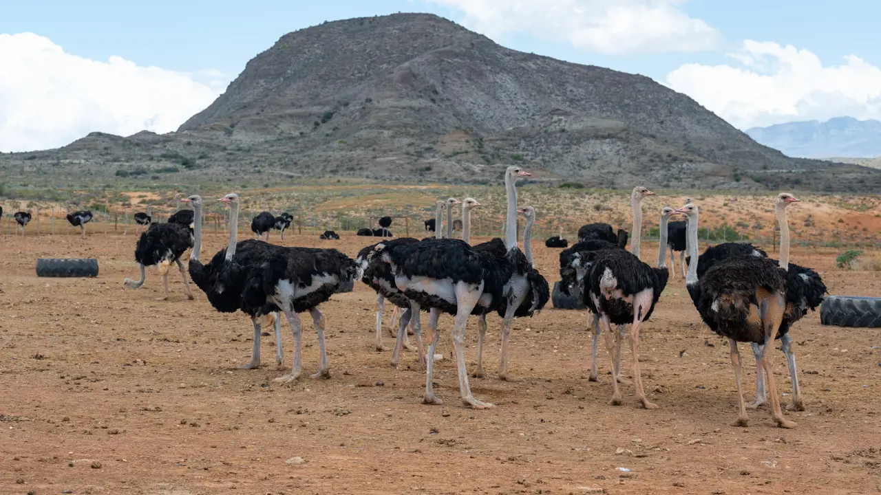 Ostrich Farm