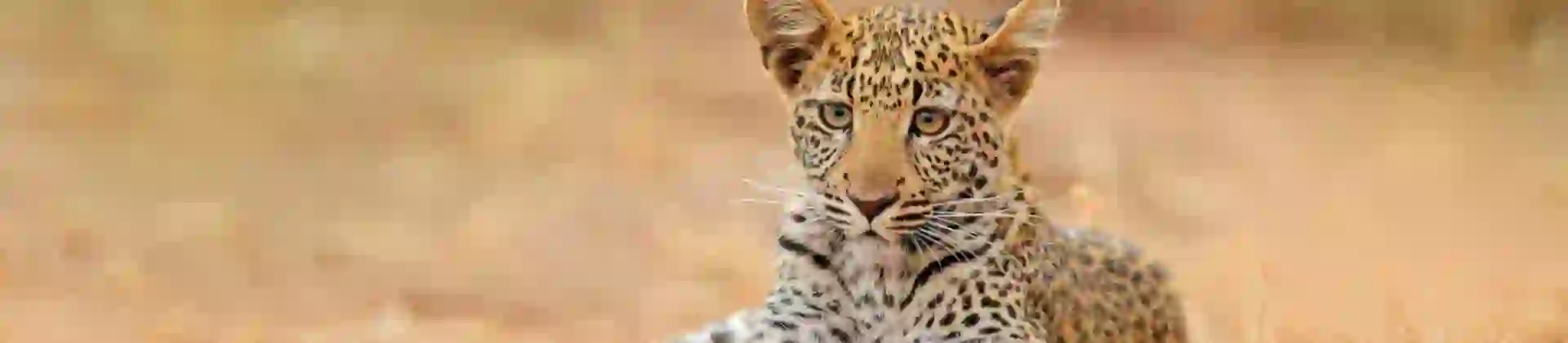 A leopard cub sitting on dry grass in the African savannah