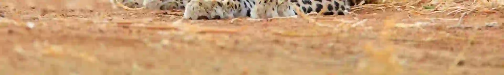 A leopard cub sitting on dry grass in the African savannah