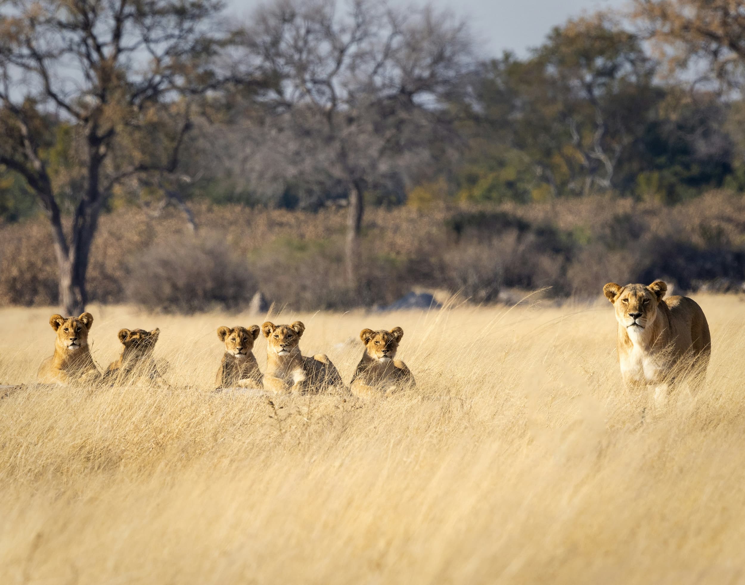 Ian Mackey K4ssdtvznye Unsplash Hwange National Park, Zimbabwe (1)
