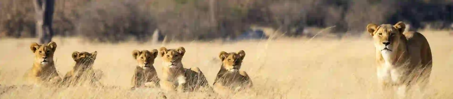 Ian Mackey K4ssdtvznye Unsplash Hwange National Park, Zimbabwe (1)