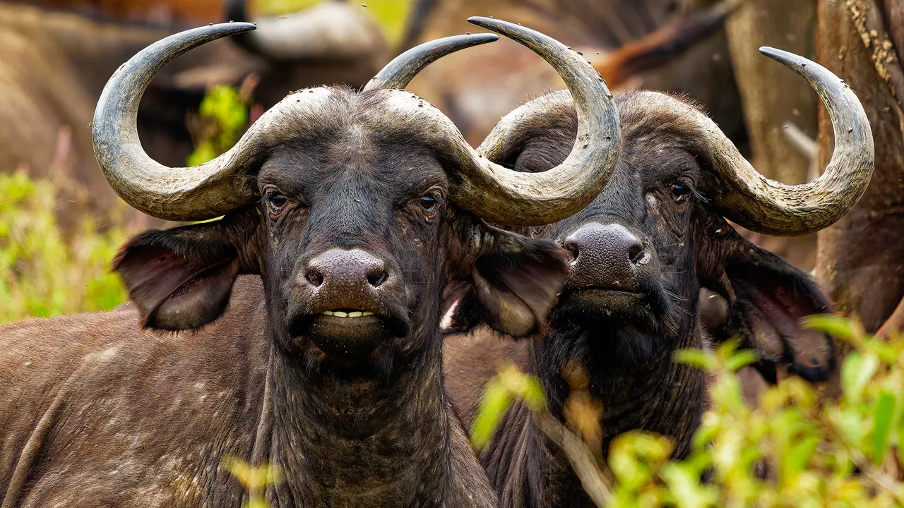 Buffalo, Zambezi National Park