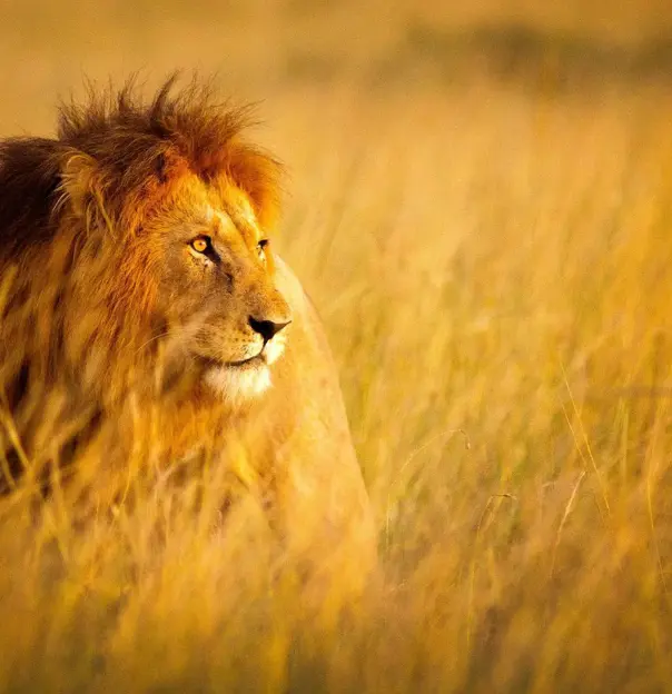 Male lion resting in the grass at Kruger National Park, South Africa, with a golden mane and alert expression