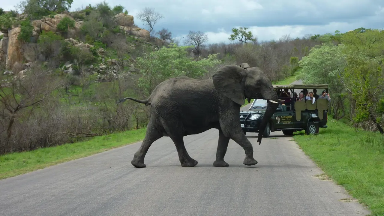 Elephant crossing the road, Kruger National Park 