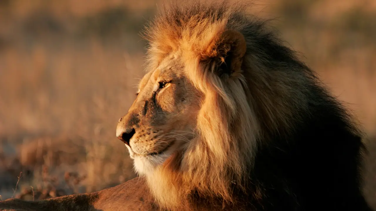 Lion, South Africa 