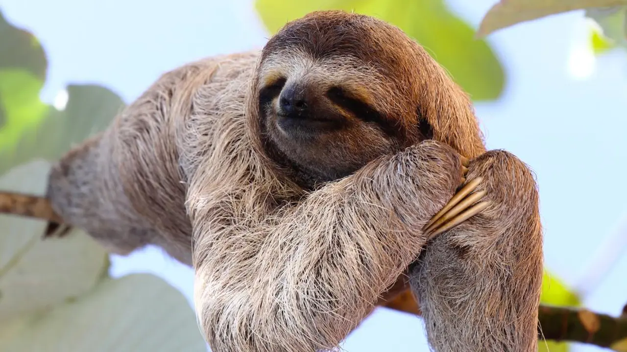 A Costa Rican Sloth