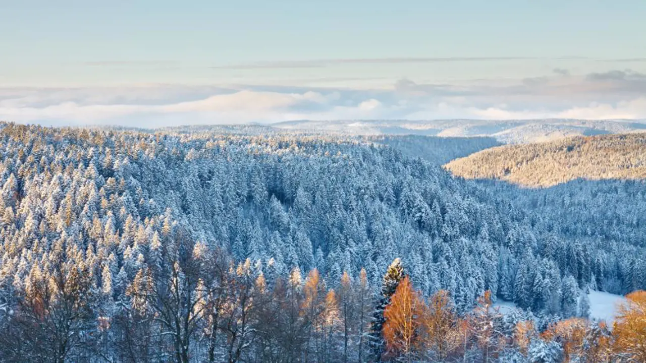  Felberg, Black Forest, Germany